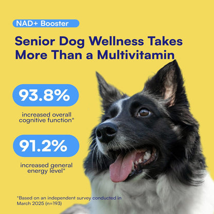 Longevity NAD + For Dogs