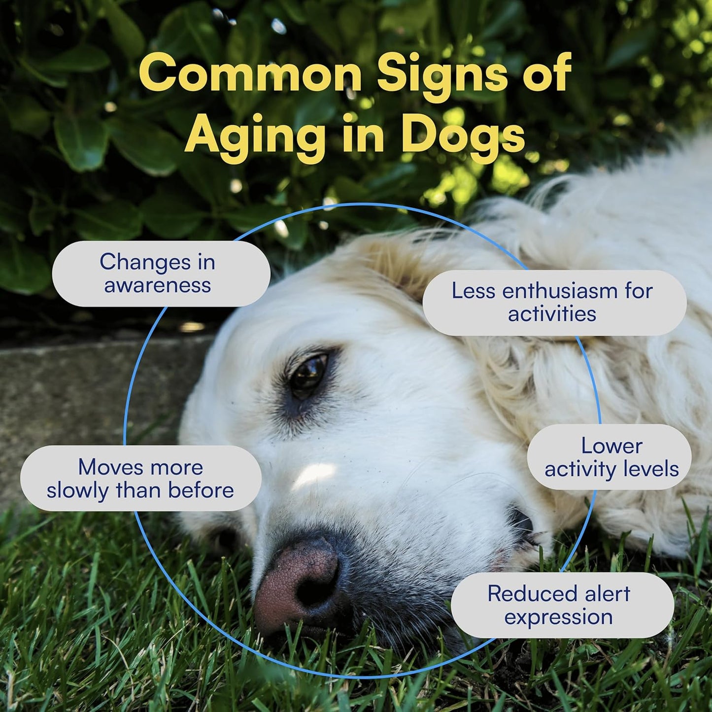 Longevity NAD + For Dogs